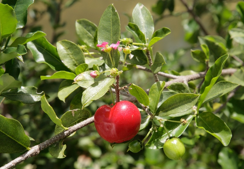 Ацерола: полезные свойства ягоды и ее применение в медицине
