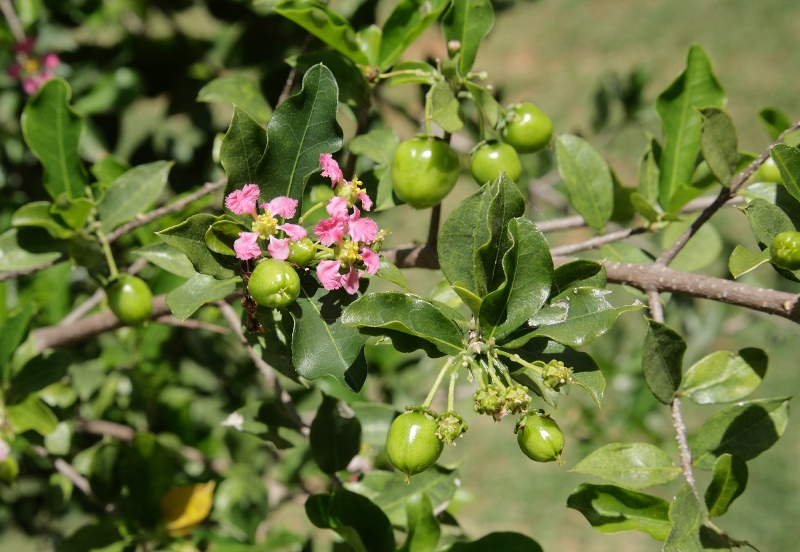 Ацерола: полезные свойства ягоды и ее применение в медицине