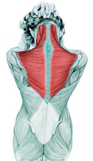 Анатомия стретчинга в картинках: упражнения для всего тела