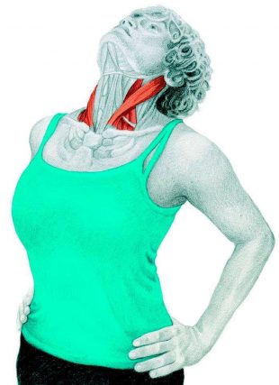 Анатомия стретчинга в картинках: упражнения для всего тела