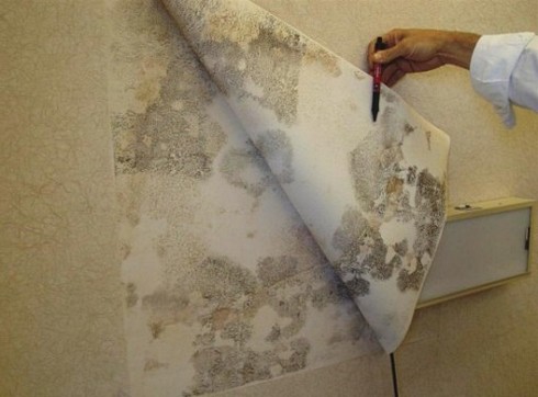 Что делать с плесенью на стене в квартире и как ее вывести