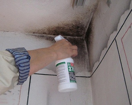 Что делать с плесенью на стене в квартире и как ее вывести