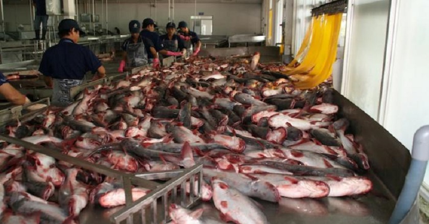 Эта рыба — яд в чистом виде: 60 % населения планеты ежедневно наносит колоссальный ущерб здоровью!