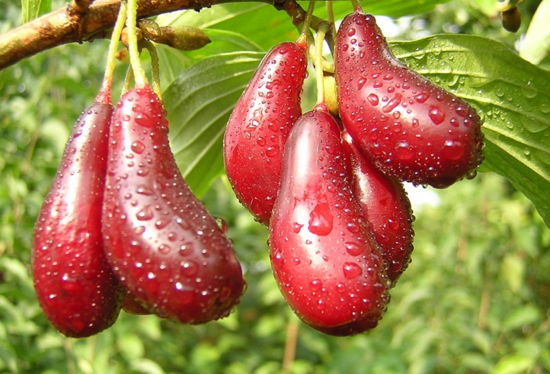 Эти ягоды спасают миллионы людей от самого коварного недуга! Быстрая регенерация тканей организма…