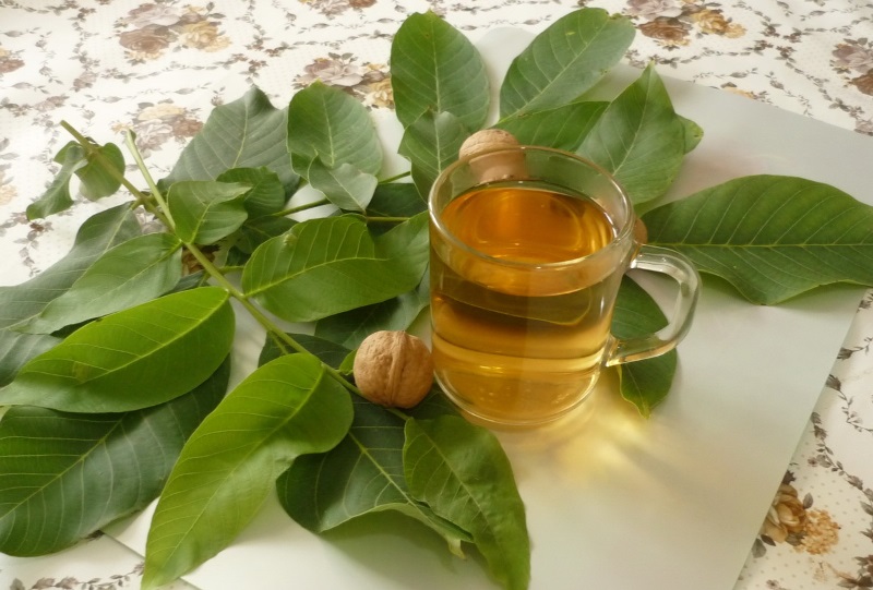 Как используются листья грецкого ореха в медицине