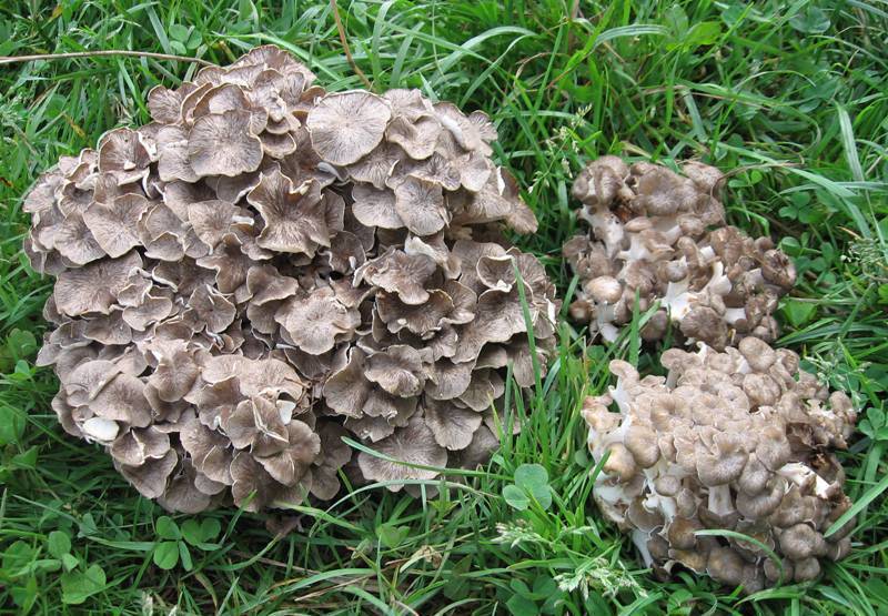 Какими полезными свойствами обладает гриб-баран