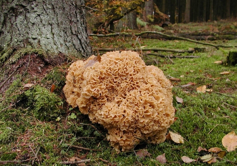Какими полезными свойствами обладает гриб-баран