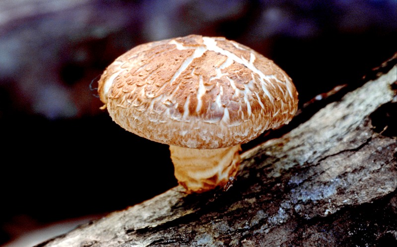 Лечебные свойства чудесных грибов шиитаке