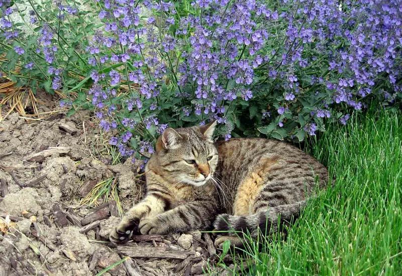 Трава кошачья мята: описание и свойства