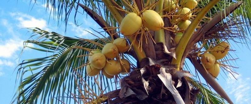 Тропическая кокосовая пальма