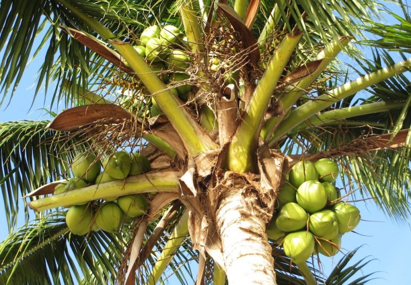 Тропическая кокосовая пальма